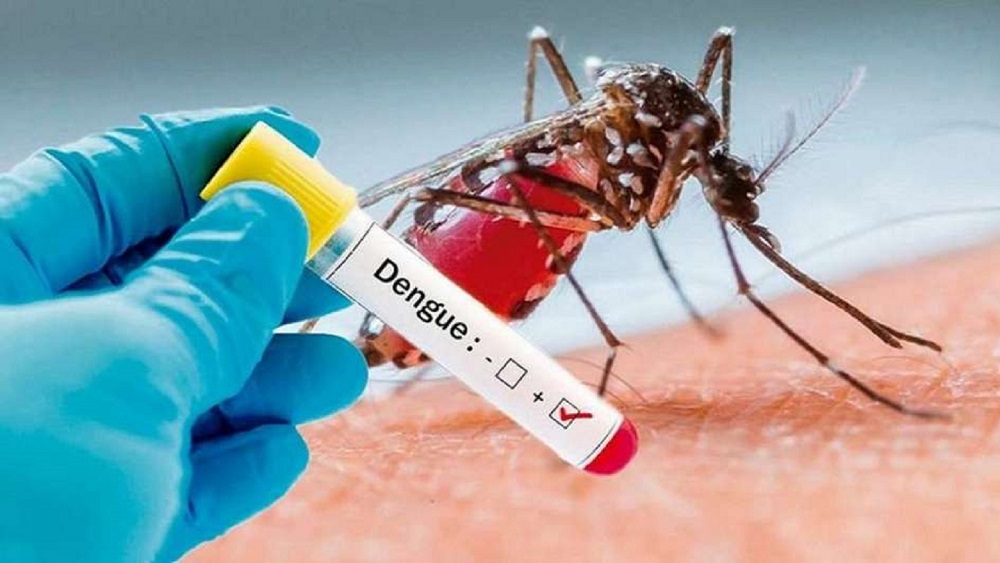 dengue31