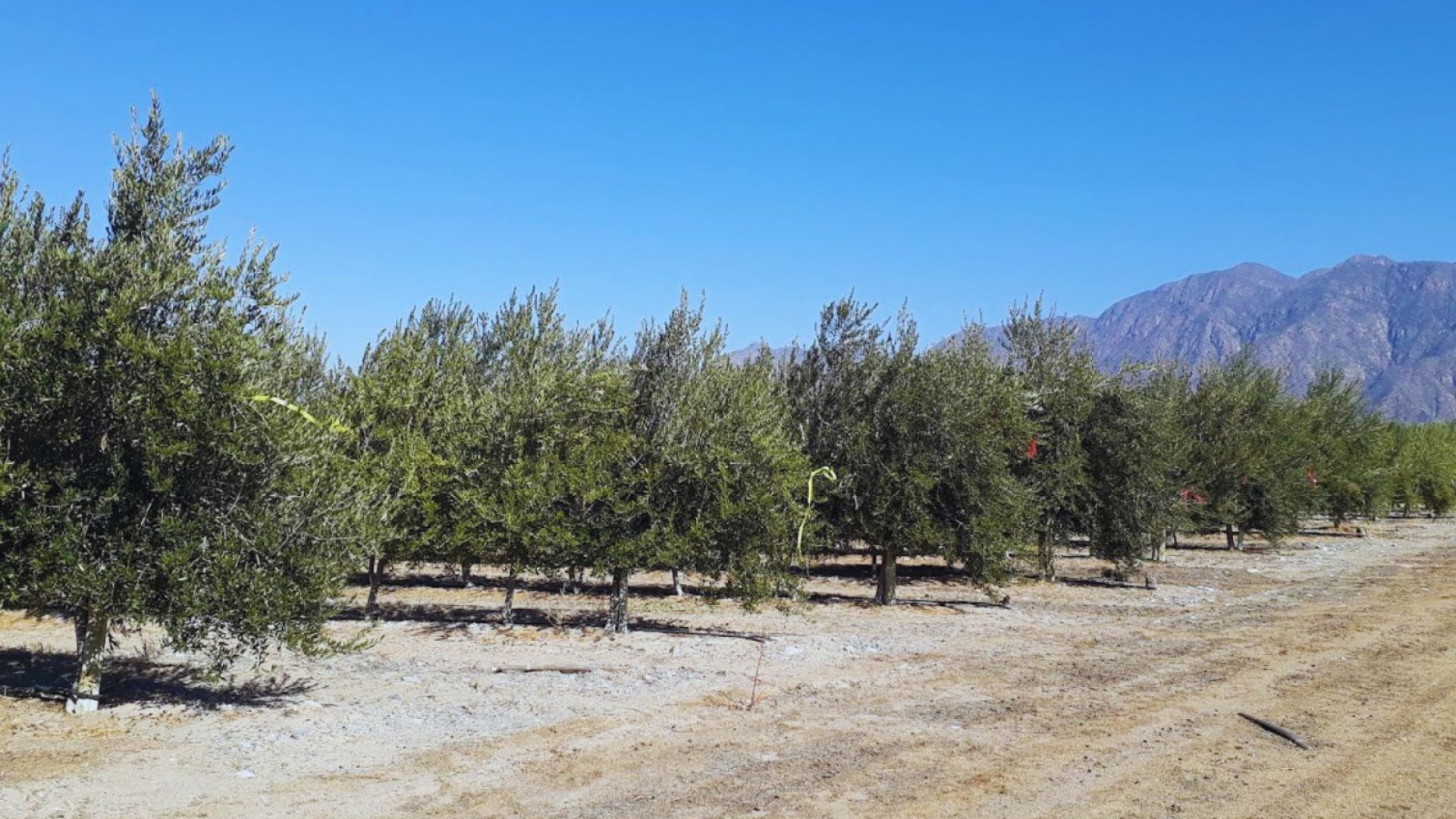 Cultivo de olivos. Foto de archivo publicada por INTA en mayo de 2026.