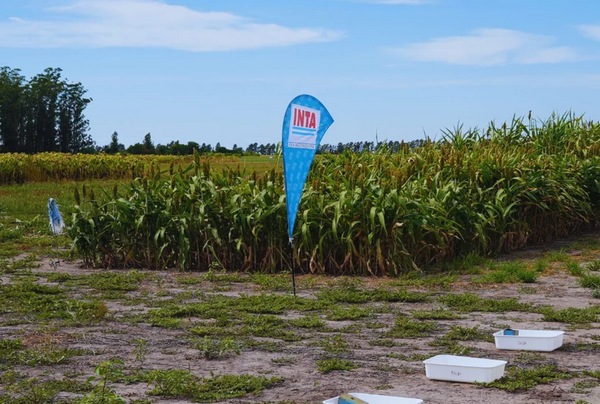 El agro explicó el 57% de las exportaciones argentinas, con récords en girasol y porcinos